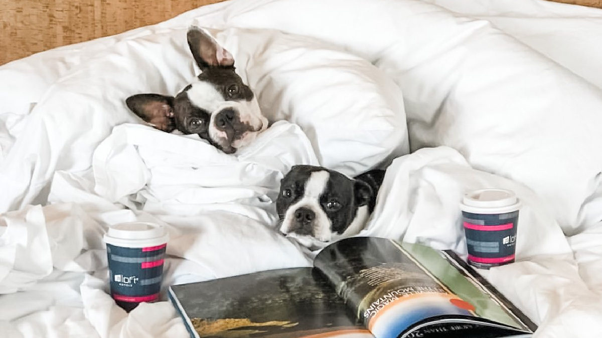 The Best Dog-Friendly Hotels in Asheville