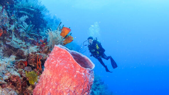 dive resorts in Belize