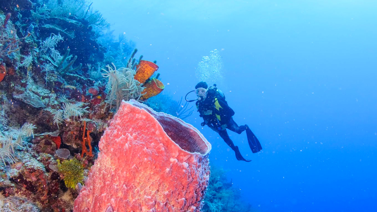 The Best Dive Resorts in Belize